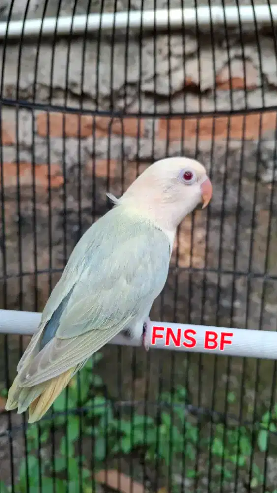 Lovebird Biola aquablue2 pf (mata merah)