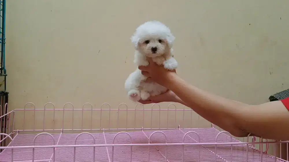 Bichon frise stambum dan vaksin