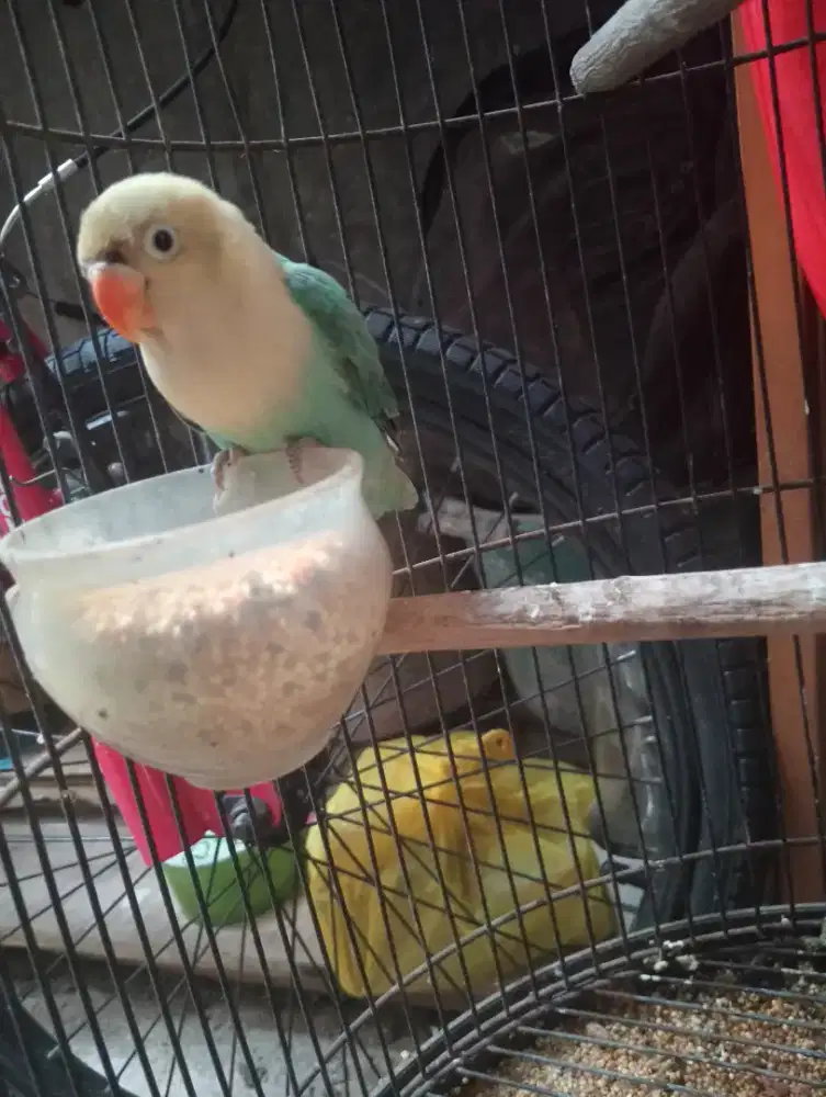 Lovebird warna kuning hijau