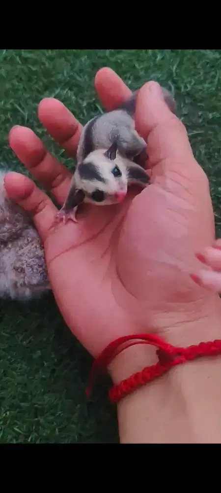 sugar glider lucu anakan