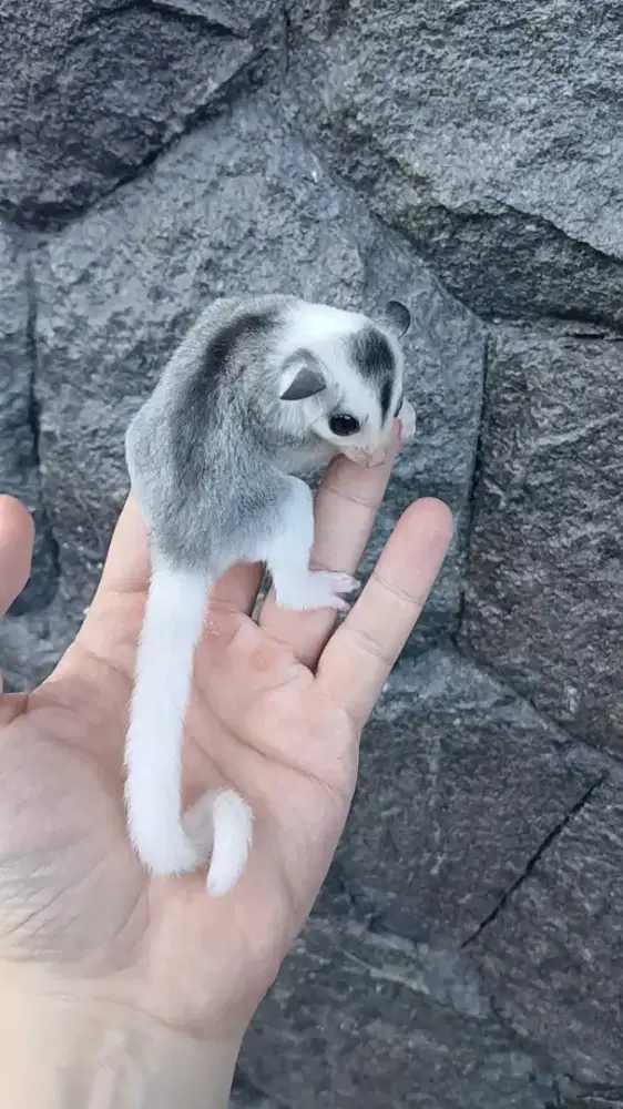 Sugar glider mozaic joey