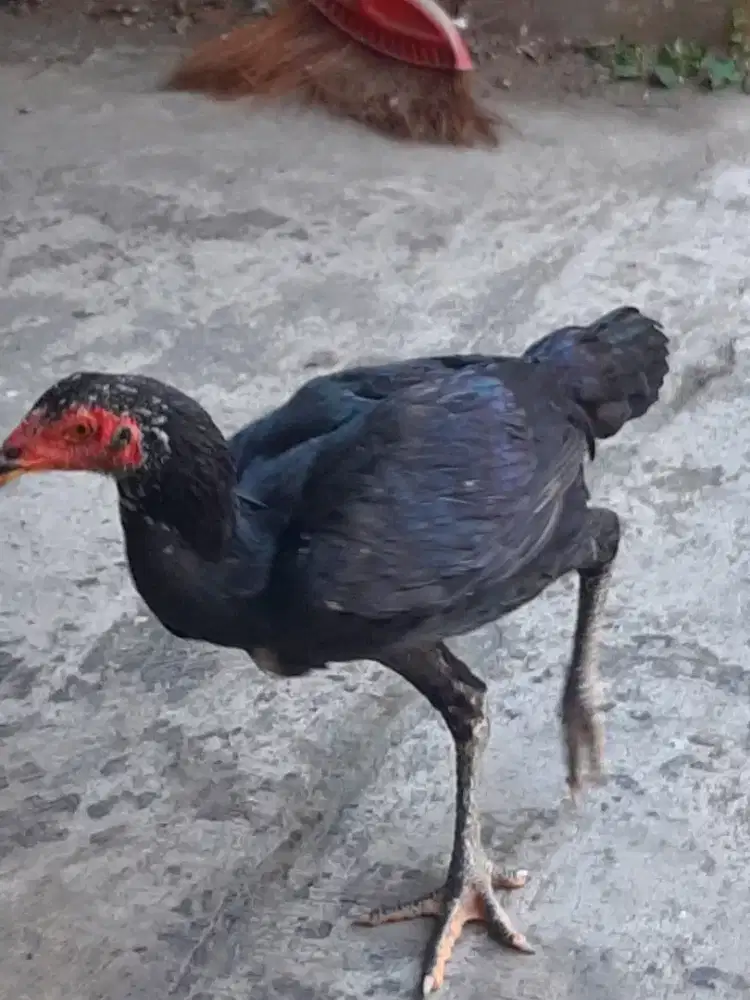 Sepasang ayam anakan BK dere
