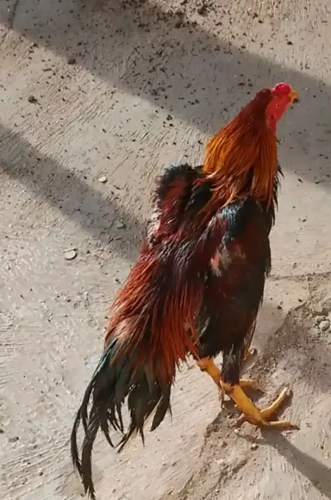 Ayam pakhoy jantan