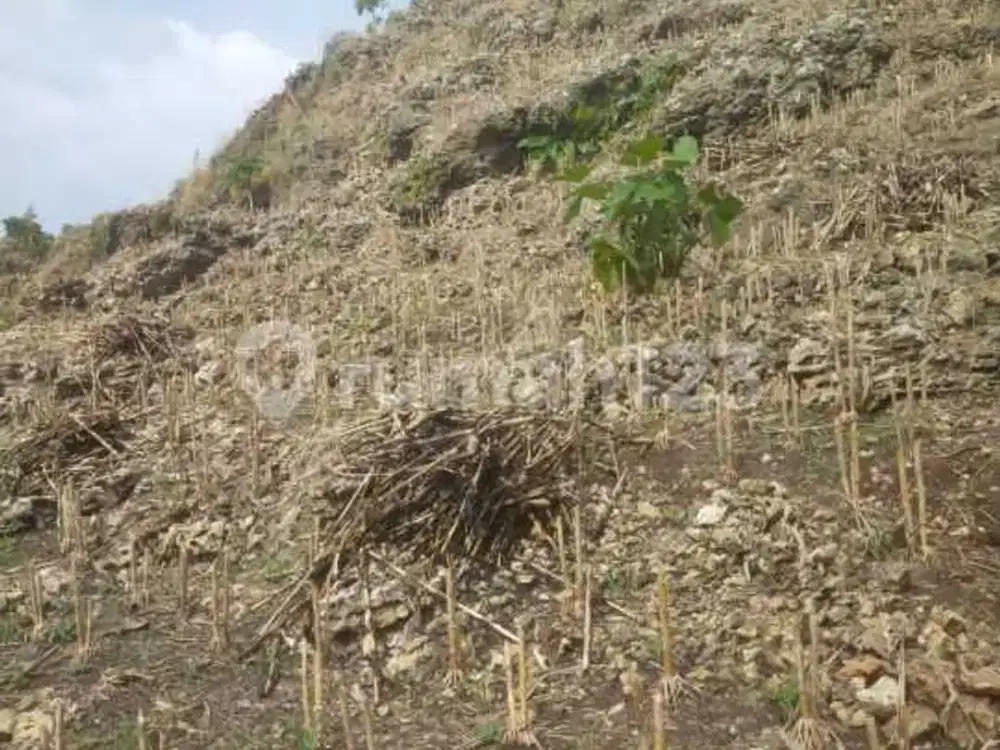Tanah Dataran Tinggi SHM Desa Gunem Rembang Jawa Tengah