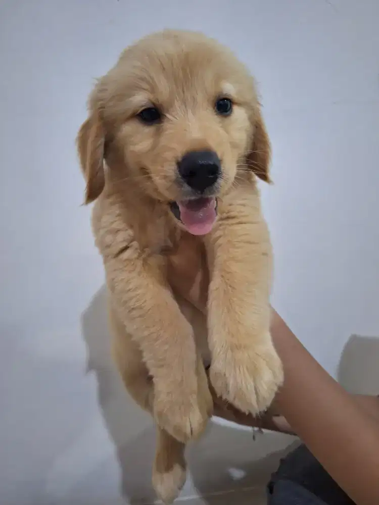 Dijual anakan Golden retriver betina
