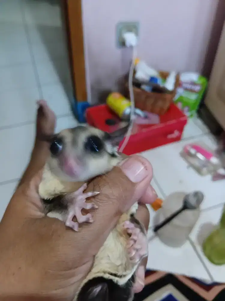 Dijual sugar glider 2 anakan jantan bisa cod hari ini