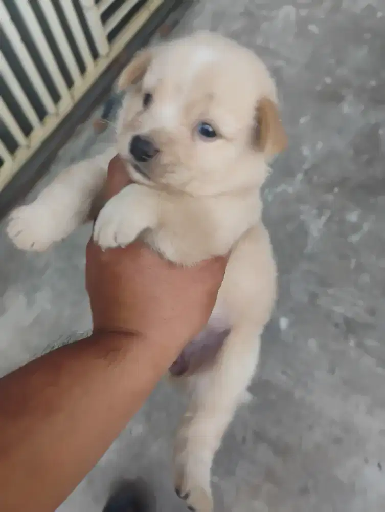 Puppy pom betina 6 minggu