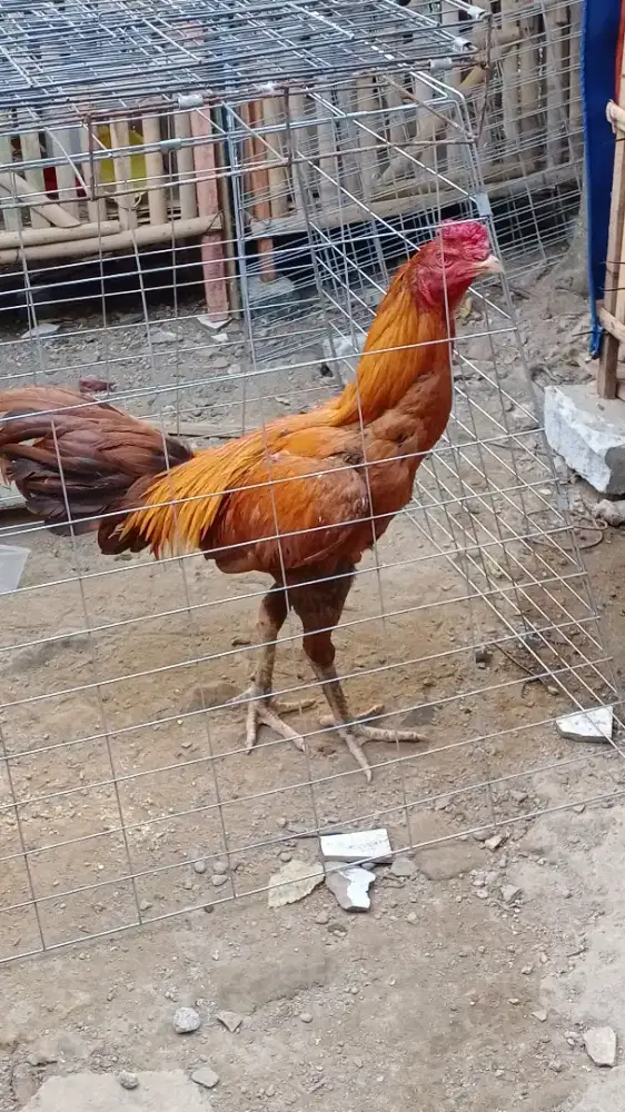Jual ayam. Bangkok masih muda