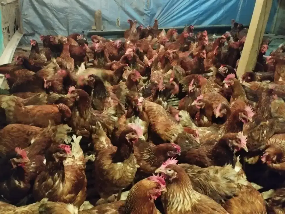 Ayam Petelur Siap Produksi