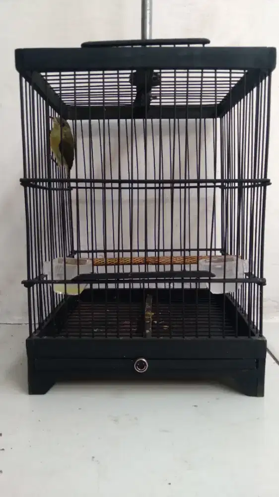 Burung Kolibri Ninja / Konin