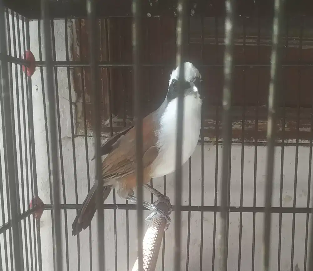 Burung gacor dor