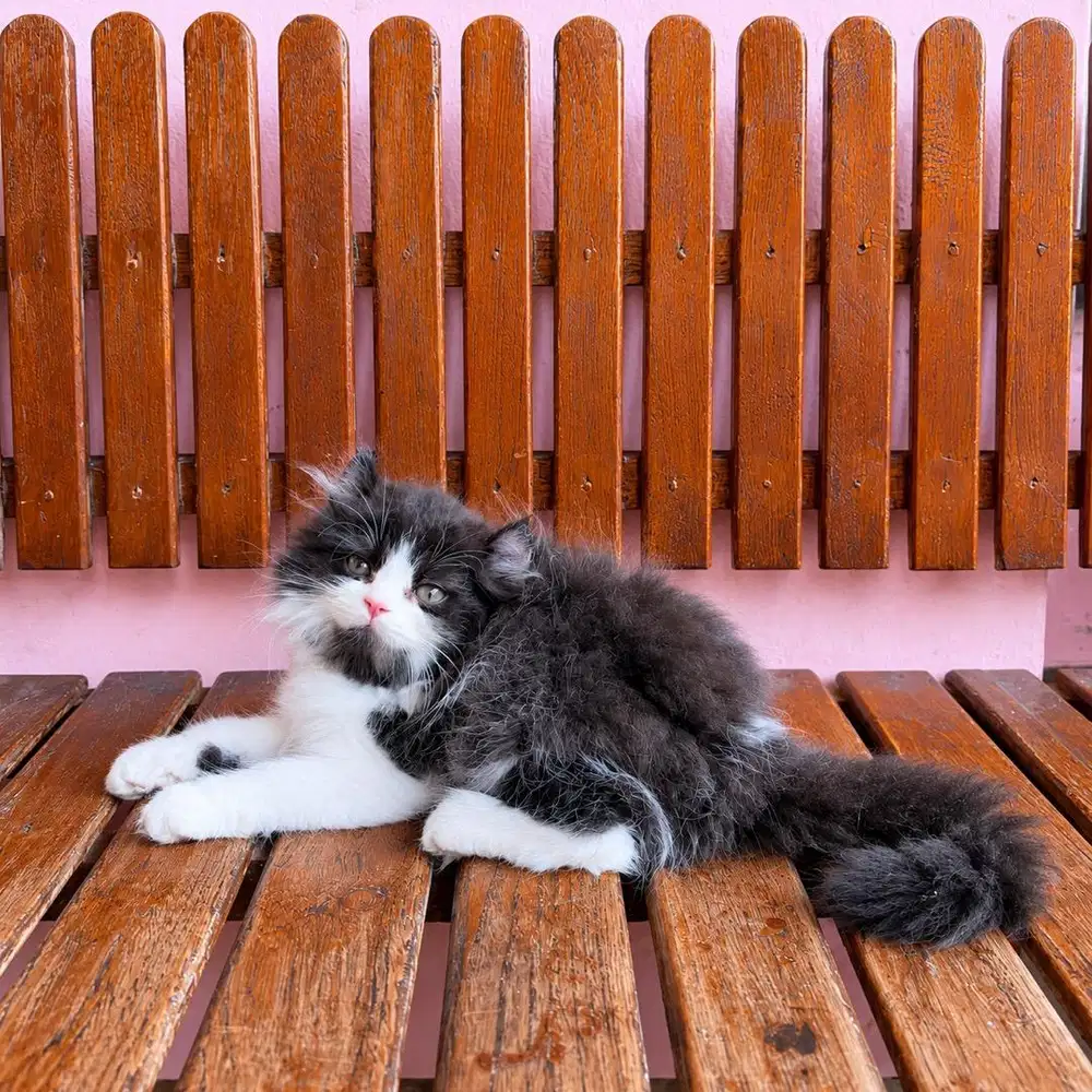 KITTEN PERSIAN LONGHAIR FLATNOSE MUNCHKIN NS BULU KAPAS