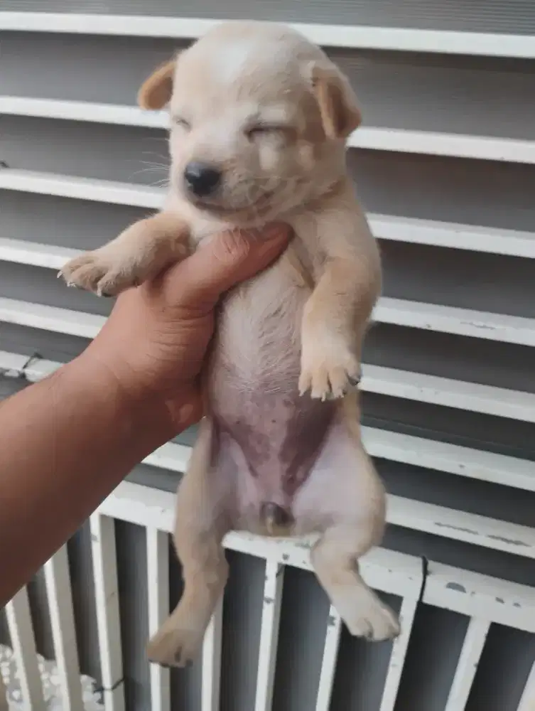 Puppy minipincher betina