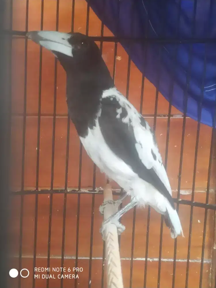 Burung harian rajin otw gacor