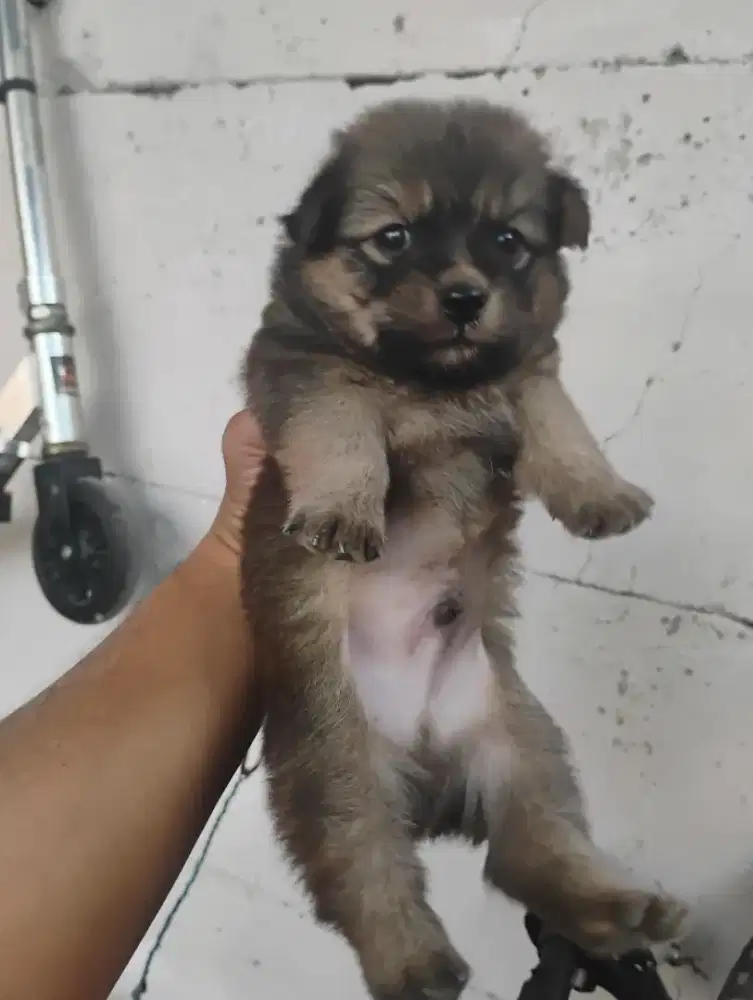 Puppy minipom jantan