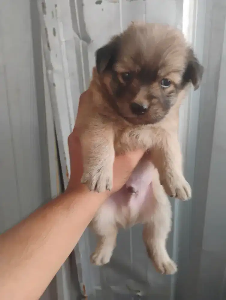 Anjing minipom jantan 6 minggu