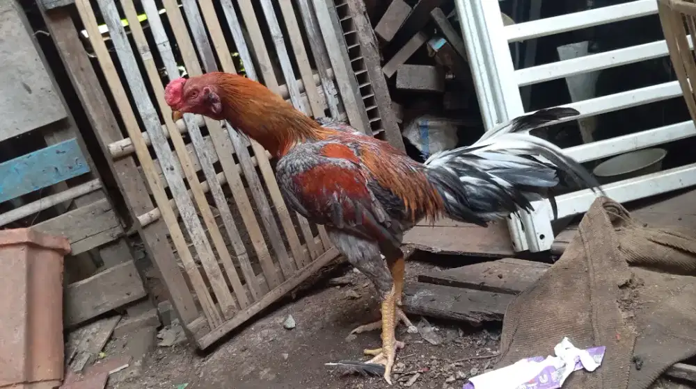 Ayam Bangkok klasik