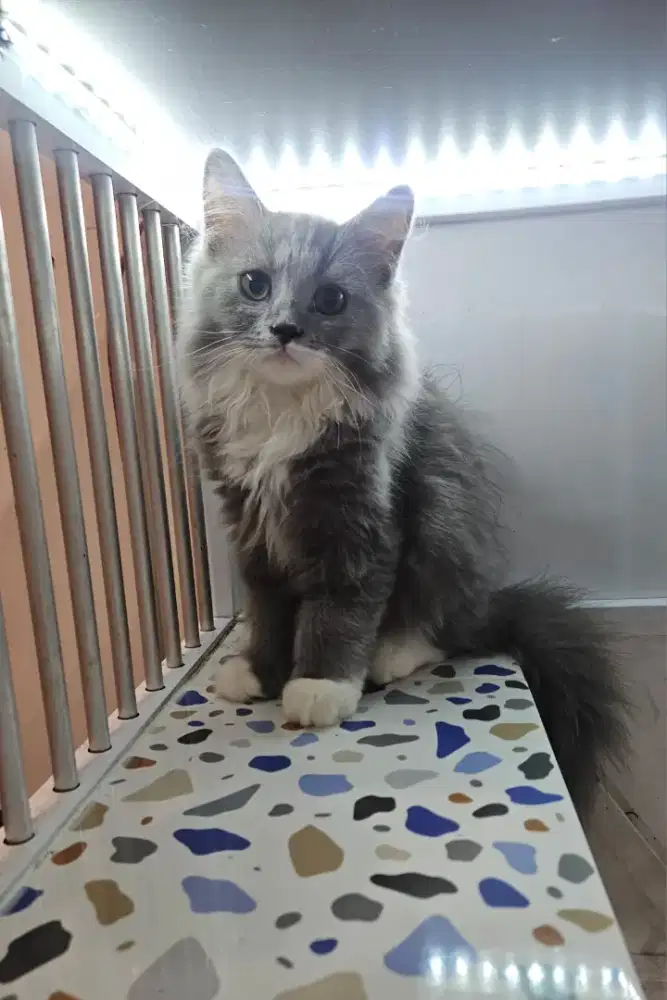KUCING BRITISH LONGHAIR / BUKAN BSH BUKAN PERSIA