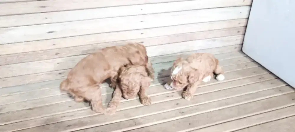 Open Adopt Puppy Poodle