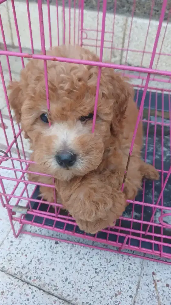 Anak Anjing Poodle