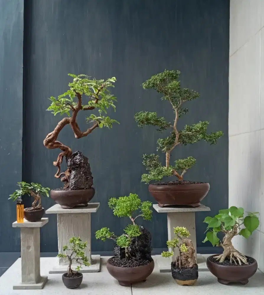 Antik siap pajang bonsai hias borong