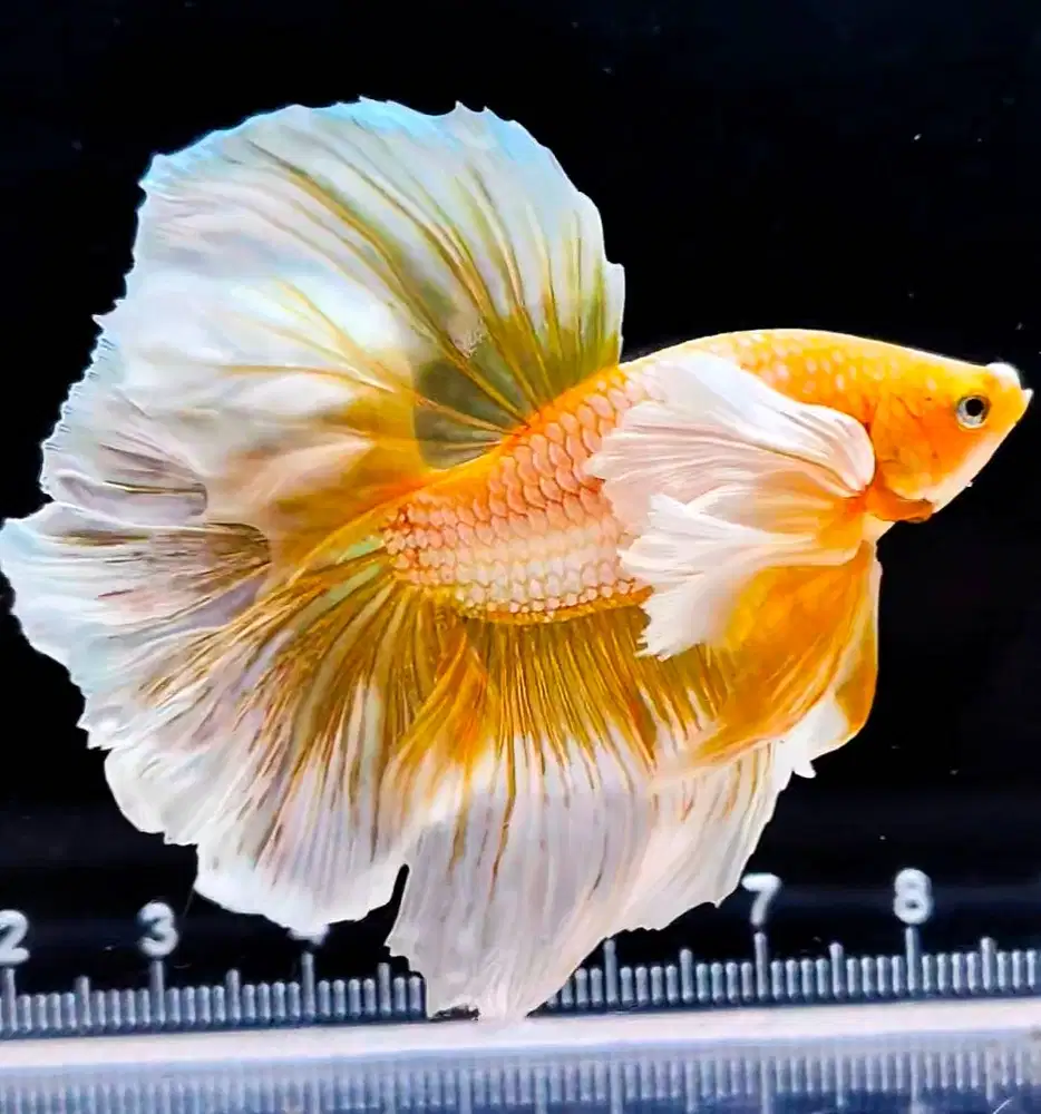 DIJUAL IKAN CUPANG (ECER MAUPUN PARTAI) HARGA MURAH (SURABAYA)