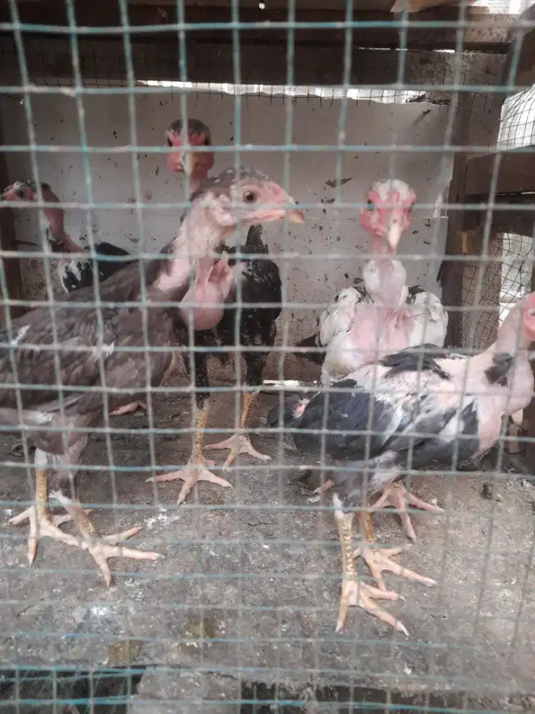 Pitikan ayam bangkok saigon
