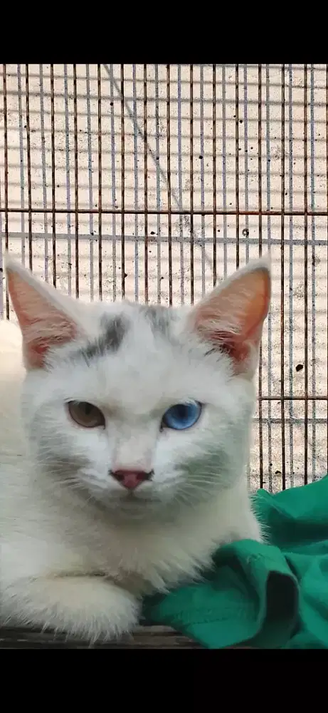 kucing Persia perkawinan silang