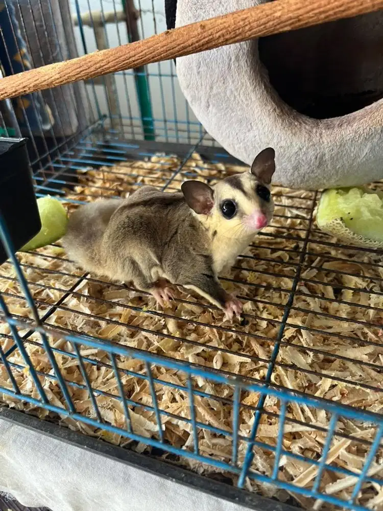 JUAL SUGAR GLIDER JOEY WF ( white face ) betina 3 bulan