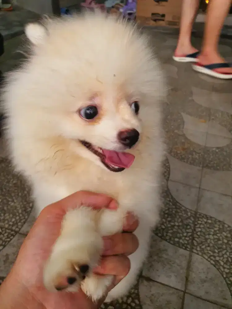 MINIPOM YANG LUCU DENGAN BULU TEBAL