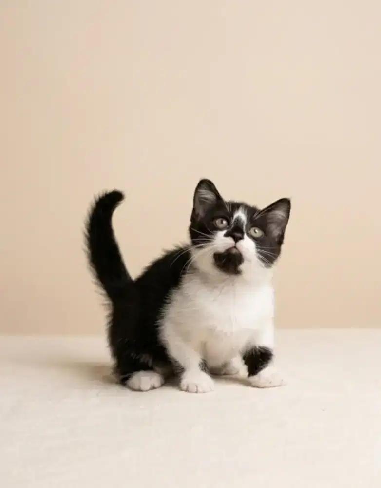 Munchkin BSH Bico Black Jantan