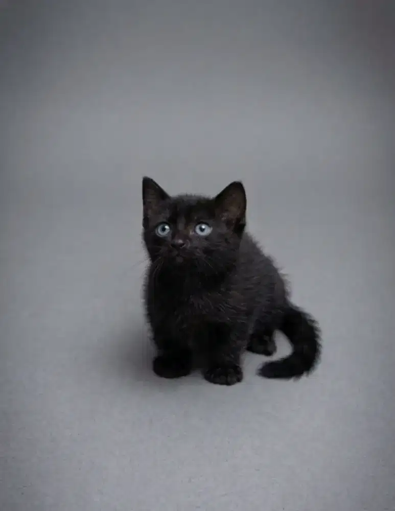 Munchkin BSH Black Solid Betina