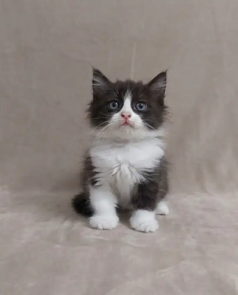 Munchkin BSH Bicolor Harlequin Jantan