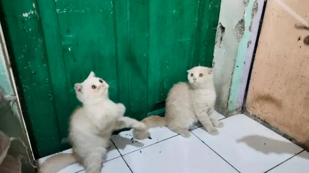 Kitten Scottish Fold Mix Persian Usia 3 Bulan