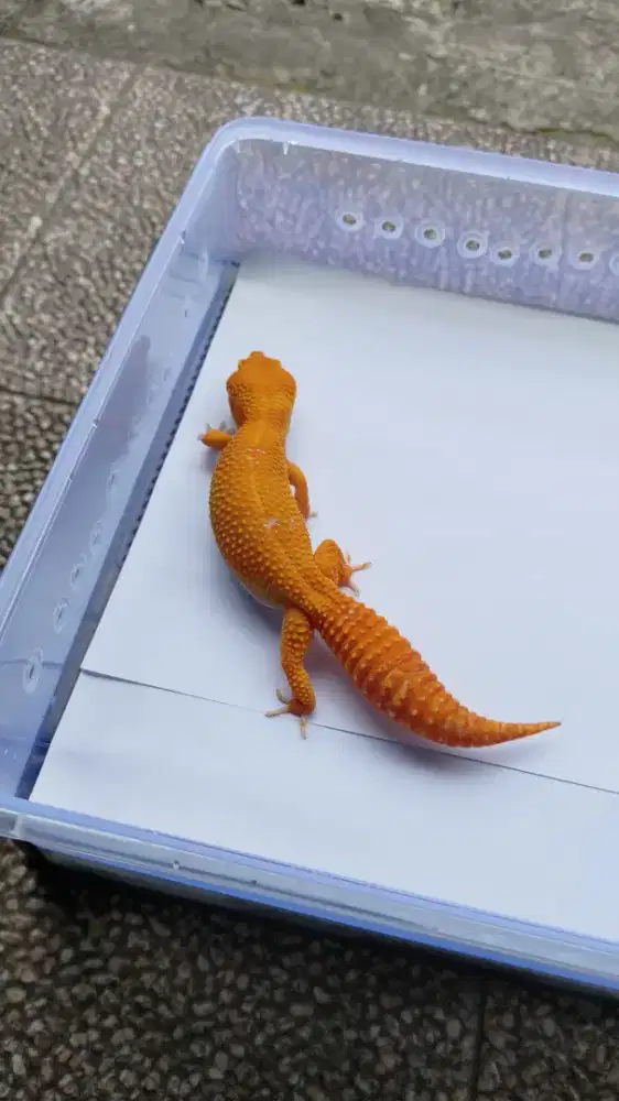 LEOPARD GECKO SUNGLOW UKURAN DEWASA