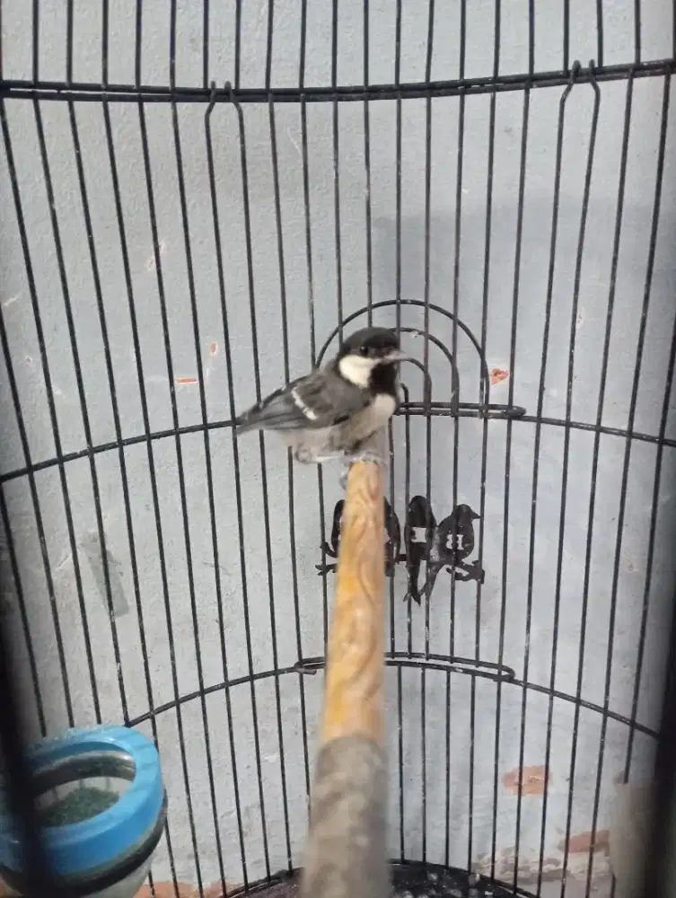 Burung glatik batu Gacor