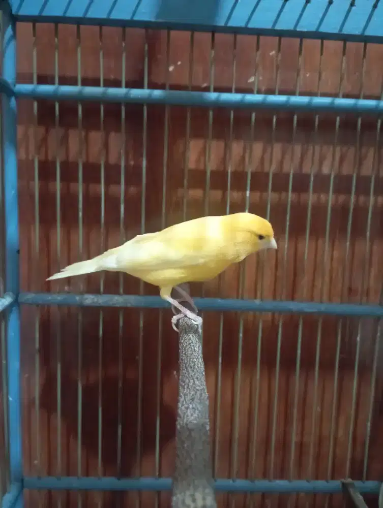 Burung kenari cerah Gacor durasi lumayan panjang