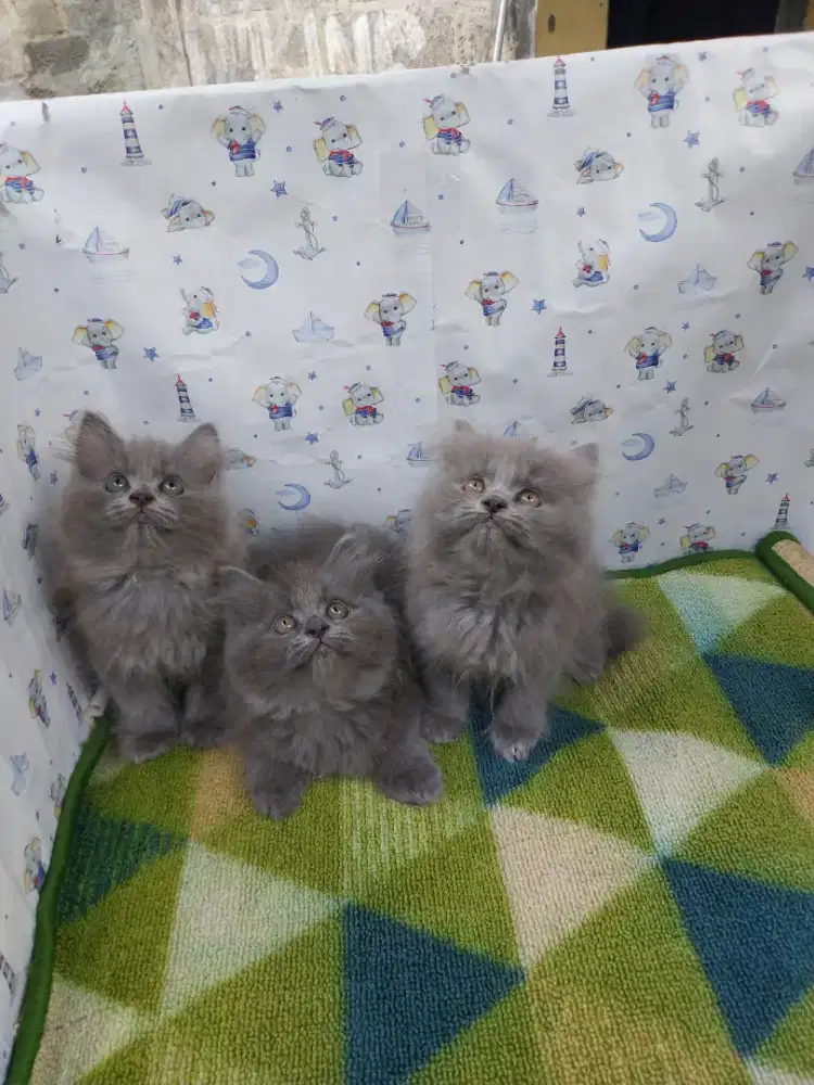 BSH mix persia 2bulanan