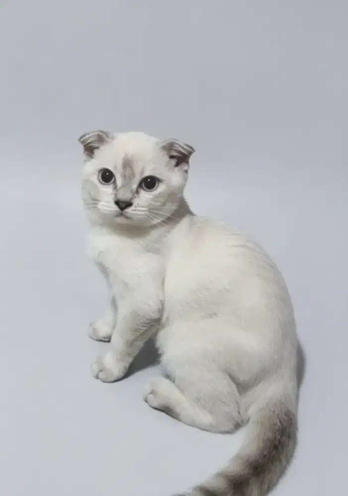 Scottish Fold Lynx Point Jantan