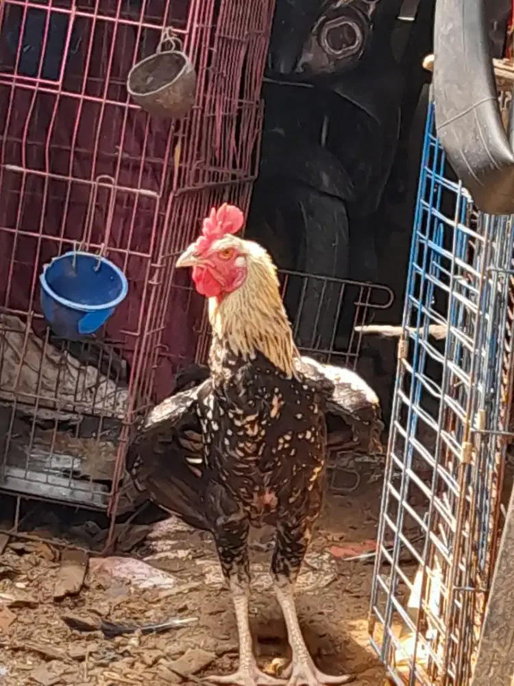 Jual ayam bngkok pelung..kokok lumayan panjang..dominan ke pelung.