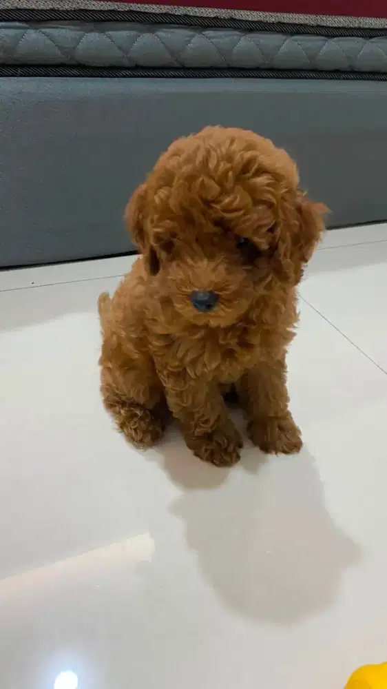 Puppies red poodle