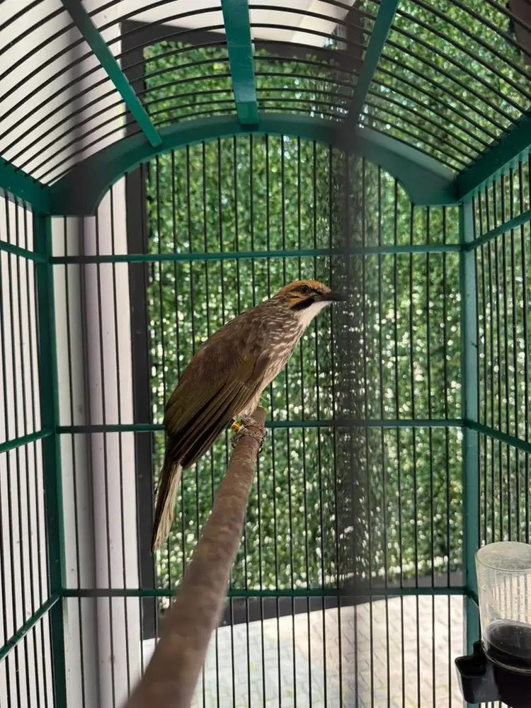 Dijual burung cucak rowo