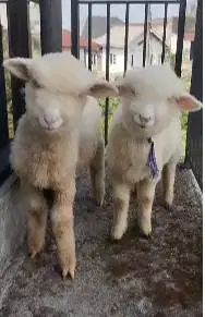 sepasang anakan cempe bibit domba merino lepas sapih 4 bulanan exotik