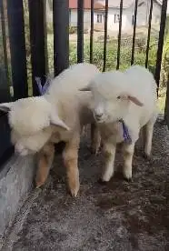 sepasang anakan cempe bibit domba merino lepas sapih 4 bulanan exotik