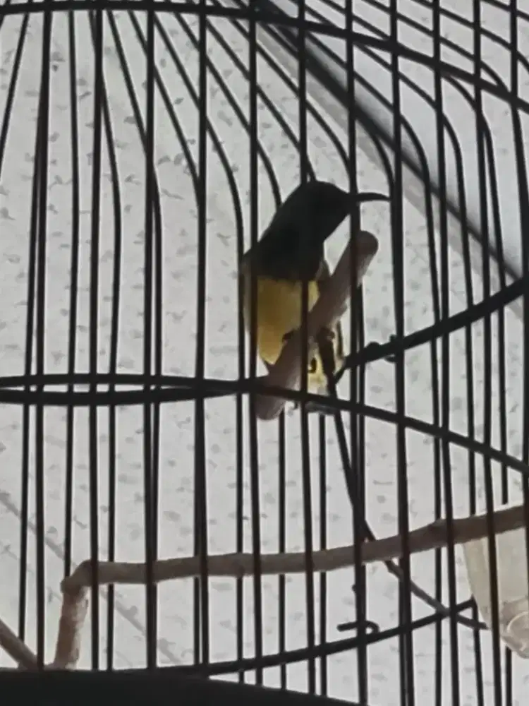Burung kecil sgn FS