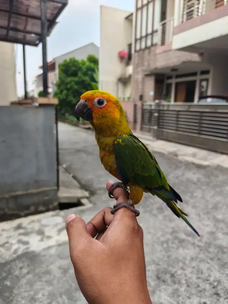 BURUNG SUNCONURE JINAK FREE FLY