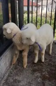 sepasang anakan cempe bibit domba merino 4 bulanan lepas sapih exotik