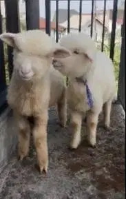 sepasang anakan cempe bibit domba merino 4 bulanan lepas sapih exotik