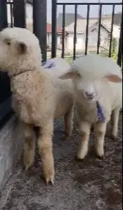 sepasang anakan cempe bibit domba merino 4 bulanan lepas sapih exotik