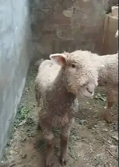 sepasang anakan cempe bibit domba merino 4 bulanan lepas sapih exotik